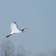 Grande Aigrette dans le marais Audubon